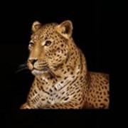 2 Kings of Africa: Leopardo