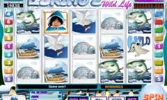 Jugar Eskimo’s Wild Life