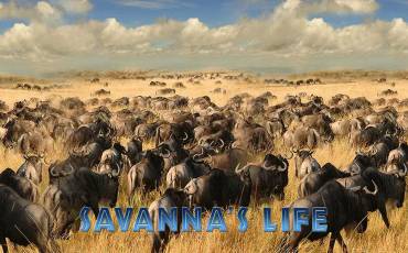 Savanna`s Life tragamonedas online