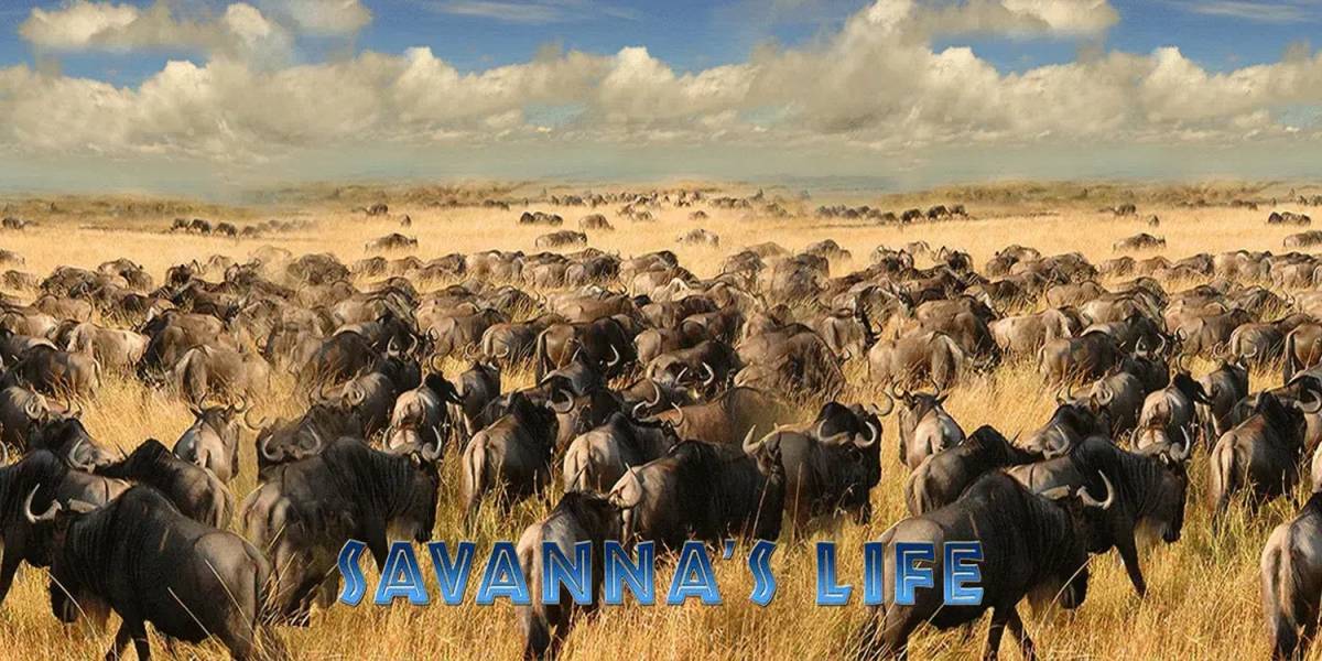 Savanna`s Life tragamonedas online